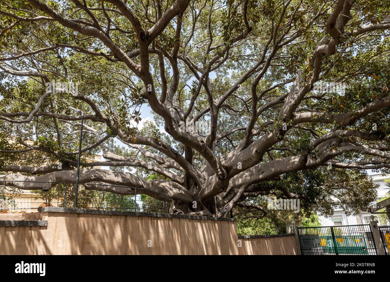 An enormous Moreton Bay Fig tree (Ficus macrophylla) in a school garden in Catania, Sicily, over 12m in girth and 25m high Stock Photo