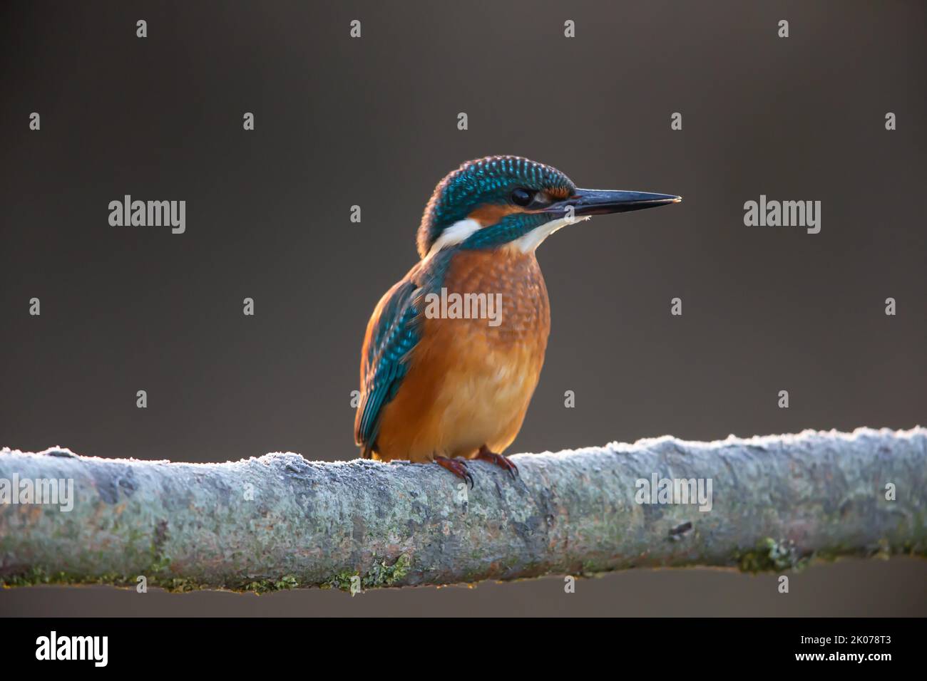 Common kingfisher (Alcedo atthis), MalecGermany Stock Photo