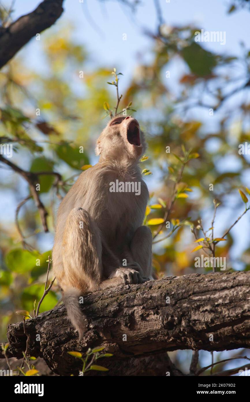 Macaca mulatta calling hi-res stock photography and images - Alamy