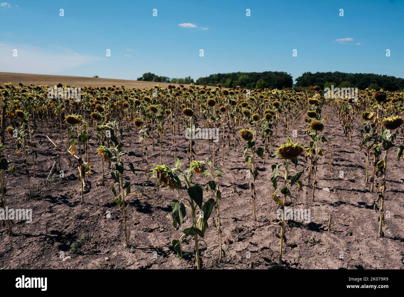 Sunflowers suffer from the extreme drought, Hassberge district in Lower