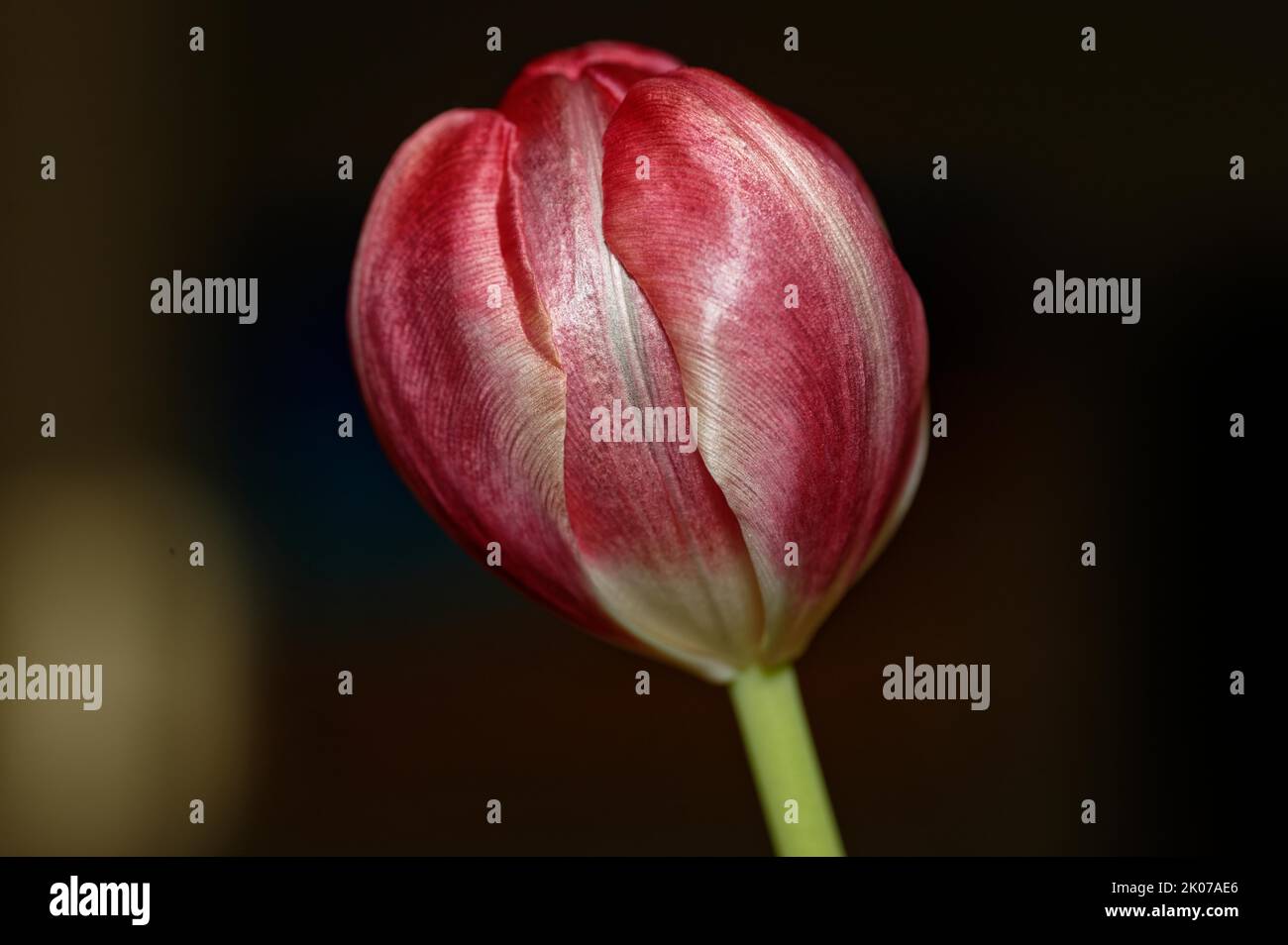 A single red tulip with closed flower against a dark background Stock Photo