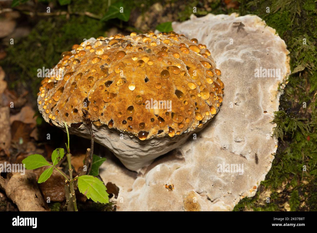 Oak Bracket Fungus, UK Stock Photo