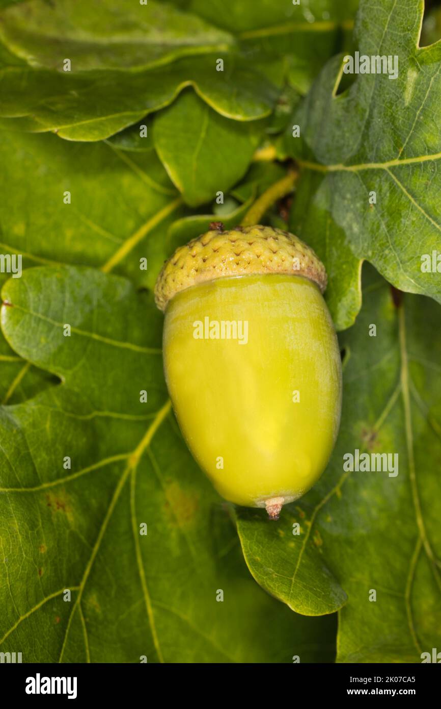 Acorn with leaves, fruit of an oak tree (Quercus), Berlin, Germany