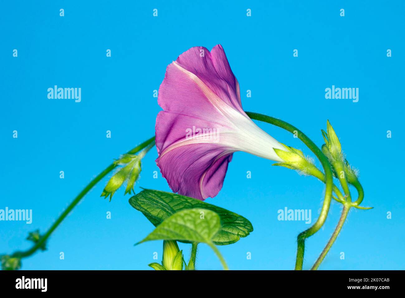 A flower of the showy bindweed (Ipomoea tricolor), Berlin, Germany Stock Photo
