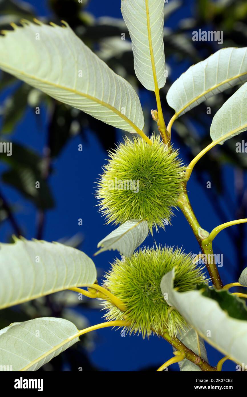 Two chestnuts (Castanea sativa), chestnuts, hanging from a tree, Berlin, Germany Stock Photo