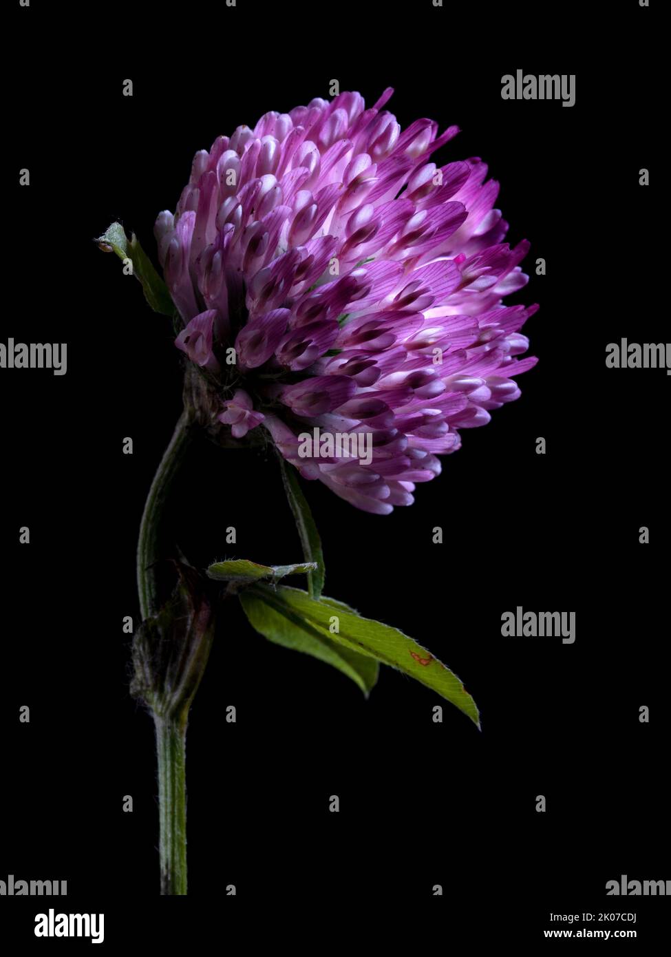 Clover Flower Portrait - Part 1, Flower in Full Bloom Stock Photo
