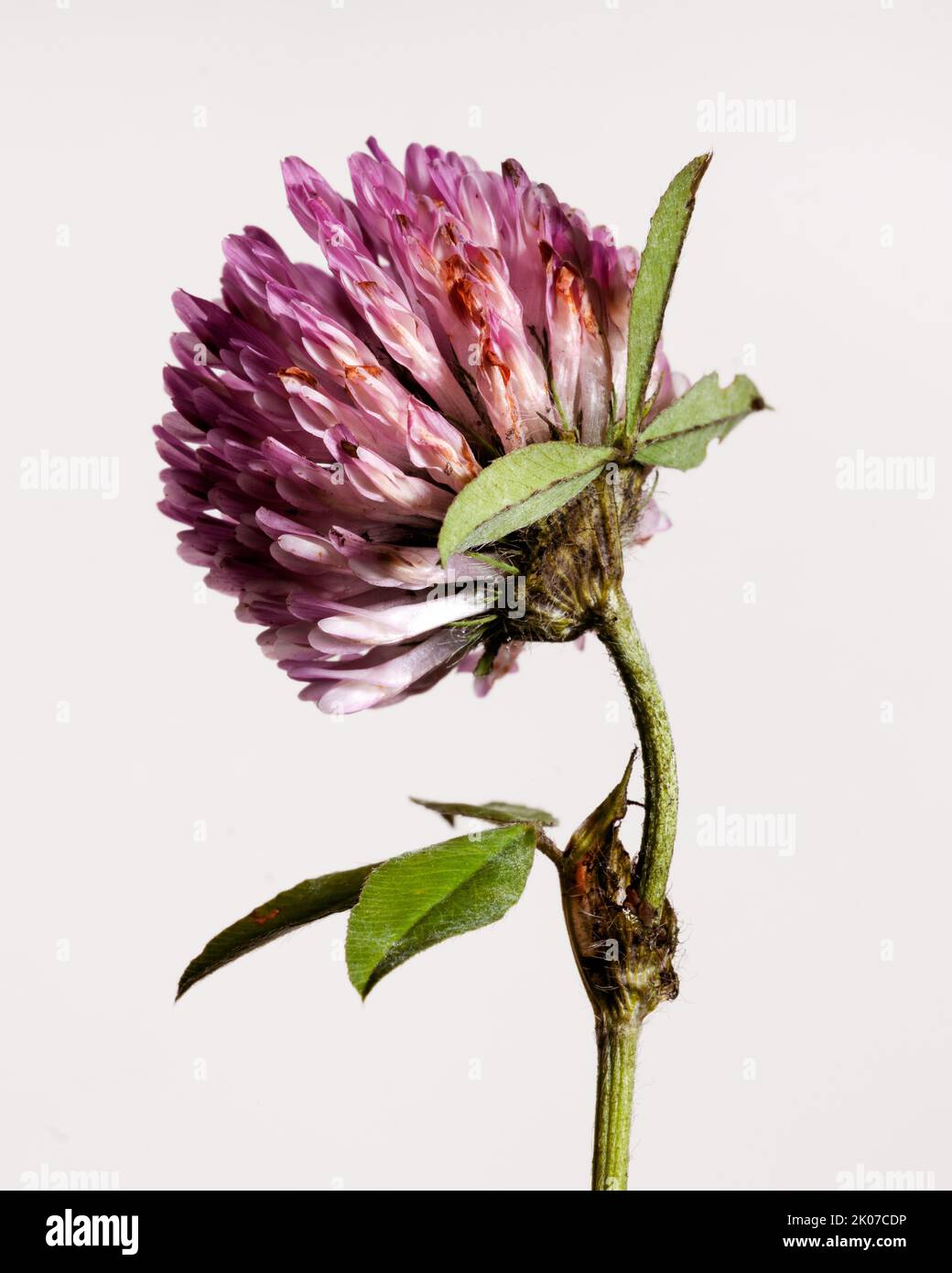 Clover Flower Portrait - Part 2, Withered and Wilted Flower Stock Photo