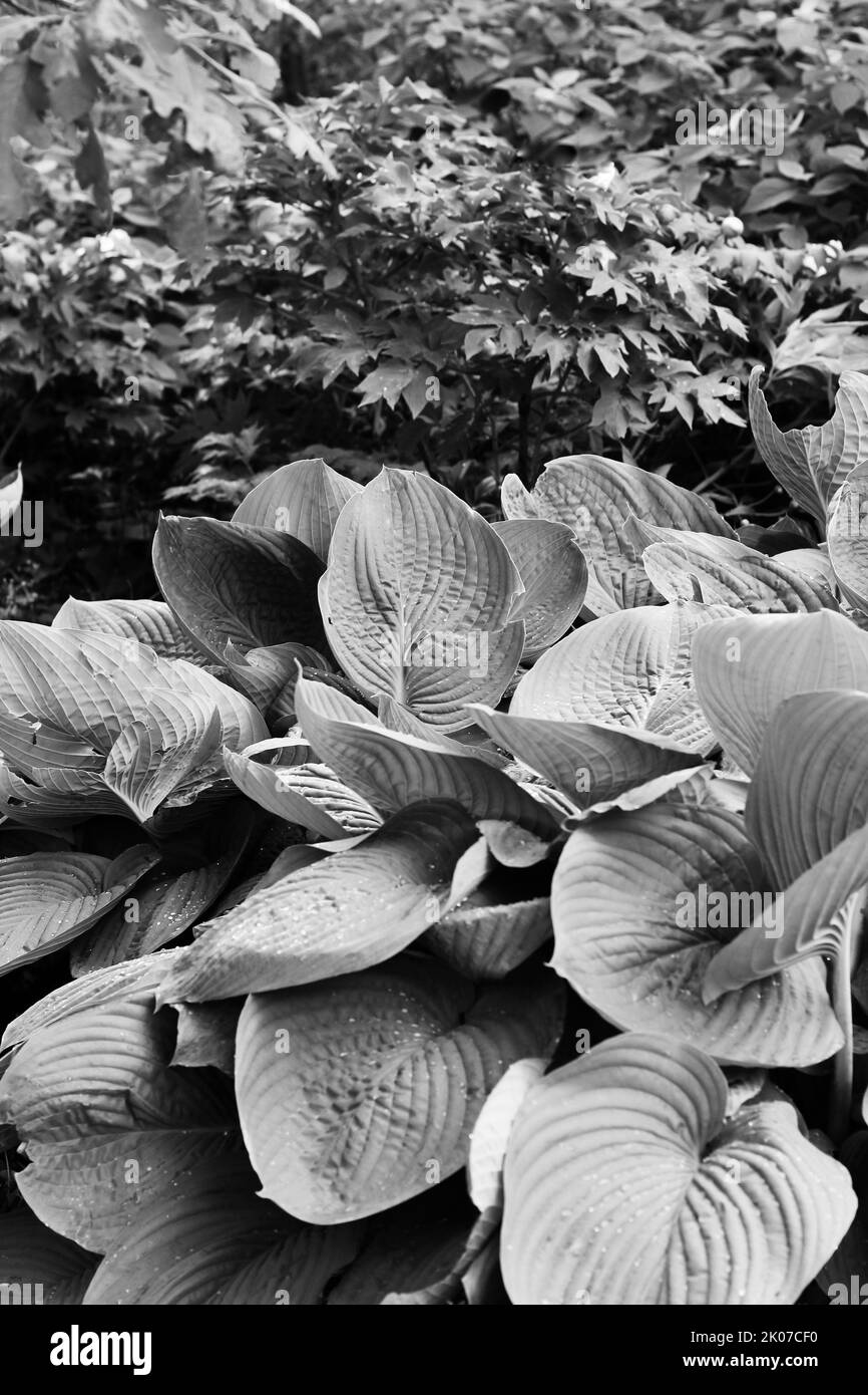 Leafy summer plants growing in the sunny meadow in a black and white ...
