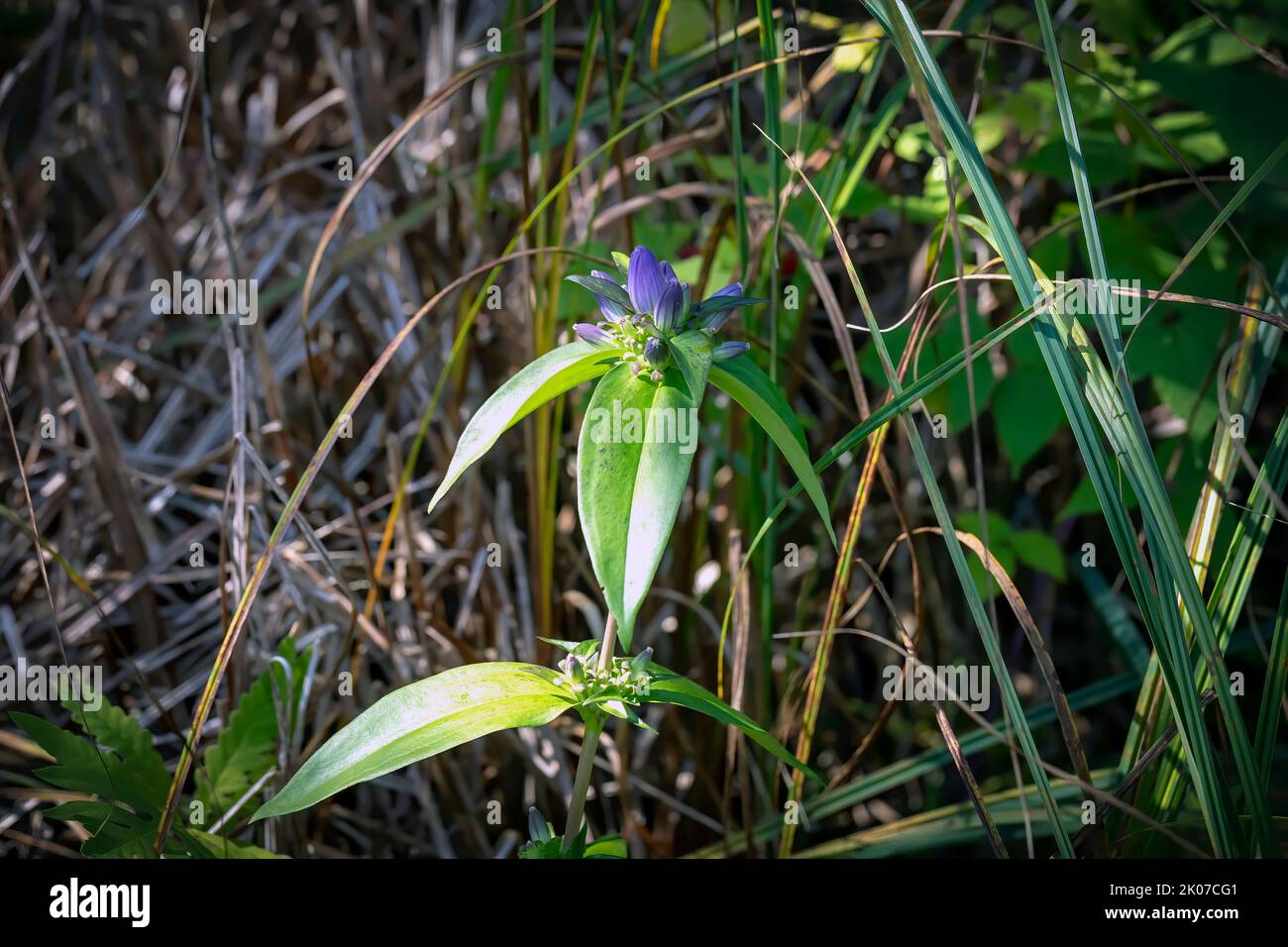 The Common Name "bottle Gentian (Gentiana Andrewsii) Known As Closed ...