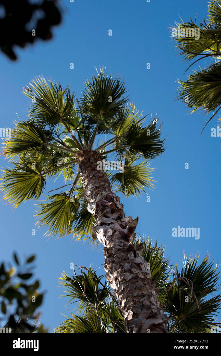 Low angle of palm trees over a blue sky Stock Photo