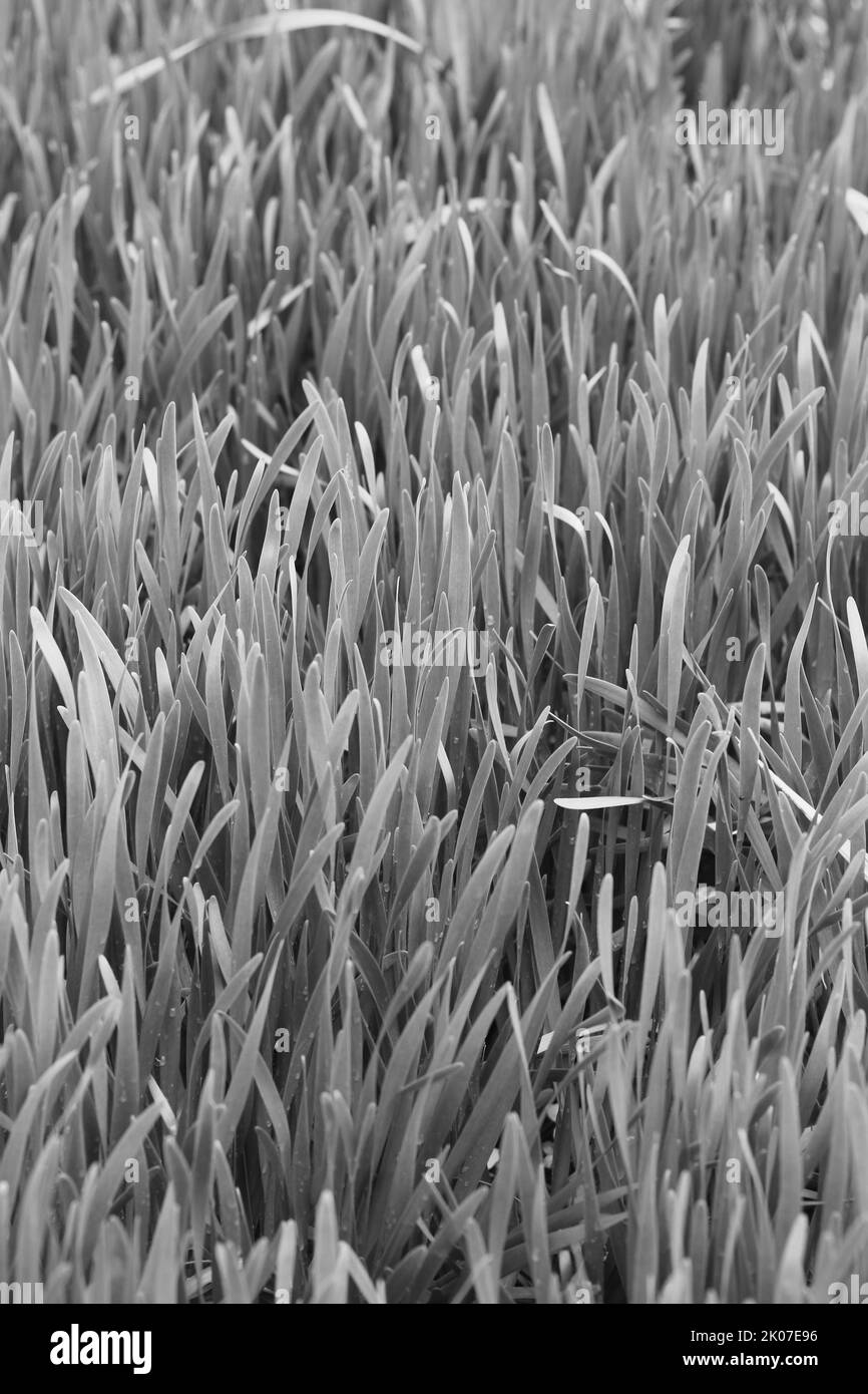 Elegant ornamental grass Black and White Stock Photos & Images - Alamy