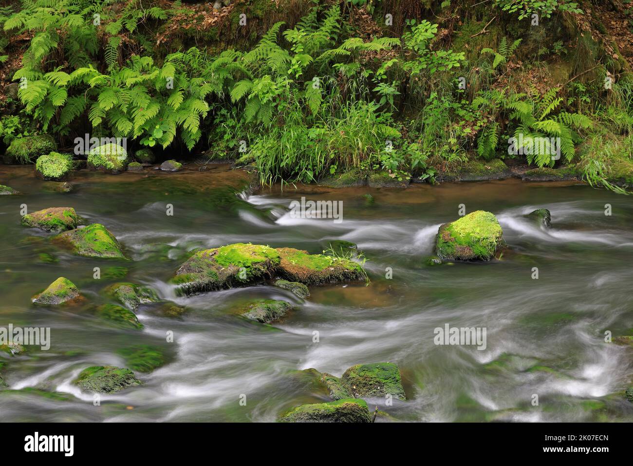 Stream, water, male-fern (Dryopteris filix-mas), leptosporangiate ferns (Polypodiopsida), Liebethaler Grund, Wesenitz, Saxony, Germany Stock Photo