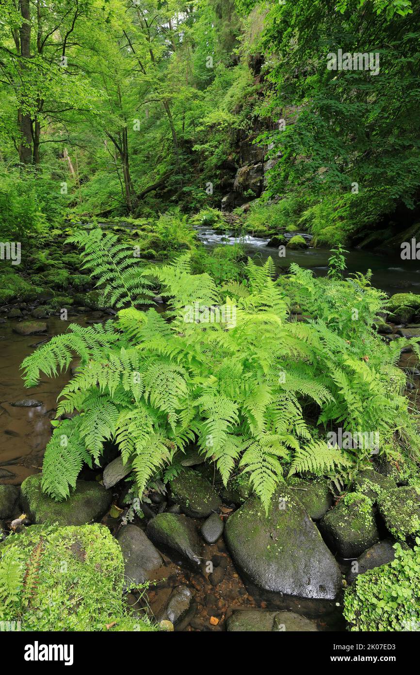 Stream, water, male-fern (Dryopteris filix-mas), leptosporangiate ferns (Polypodiopsida), Liebethaler Grund, Wesenitz, Saxony, Germany Stock Photo