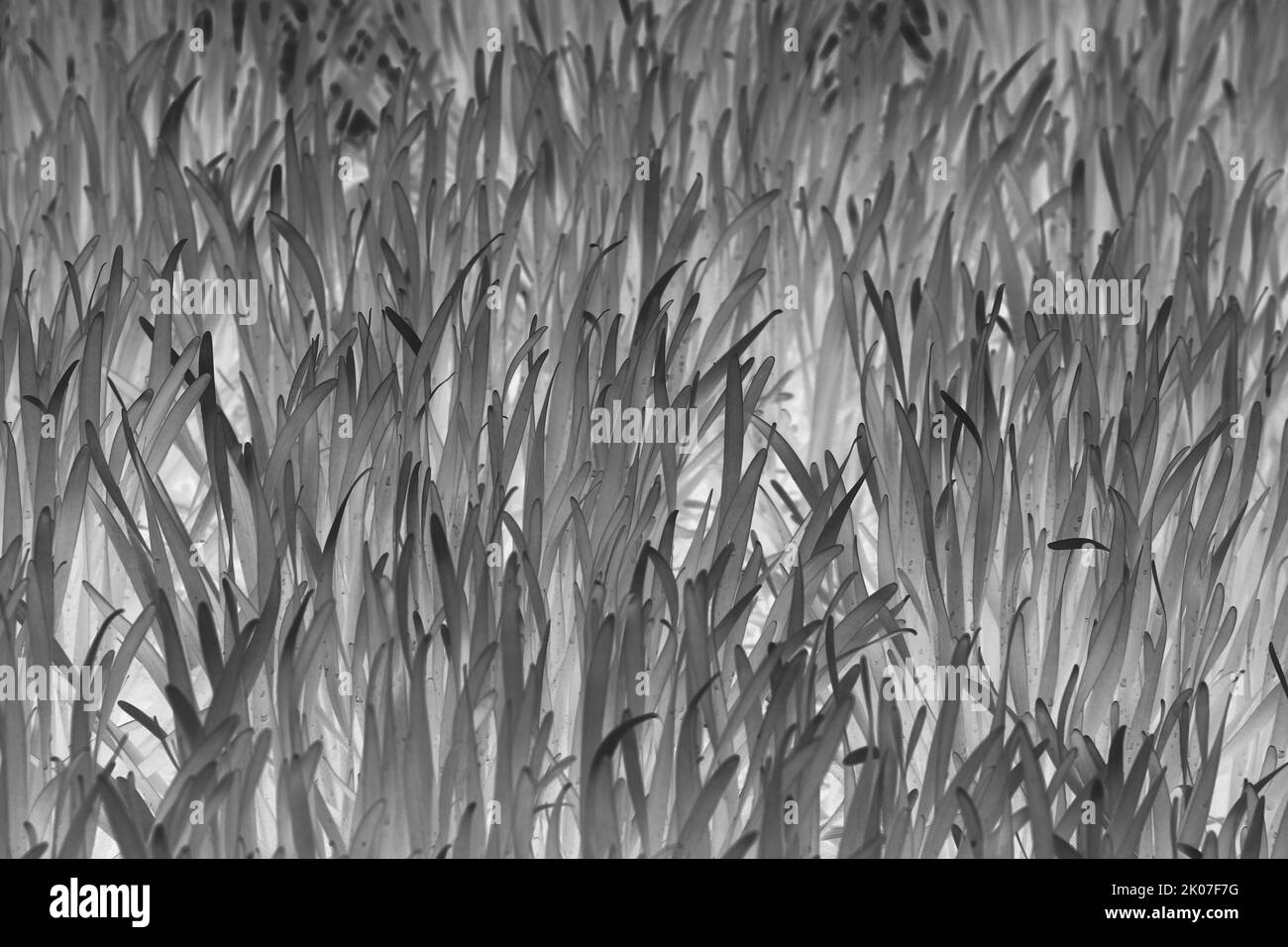 Full frame of many blades of grass growing in the summer meadow in a