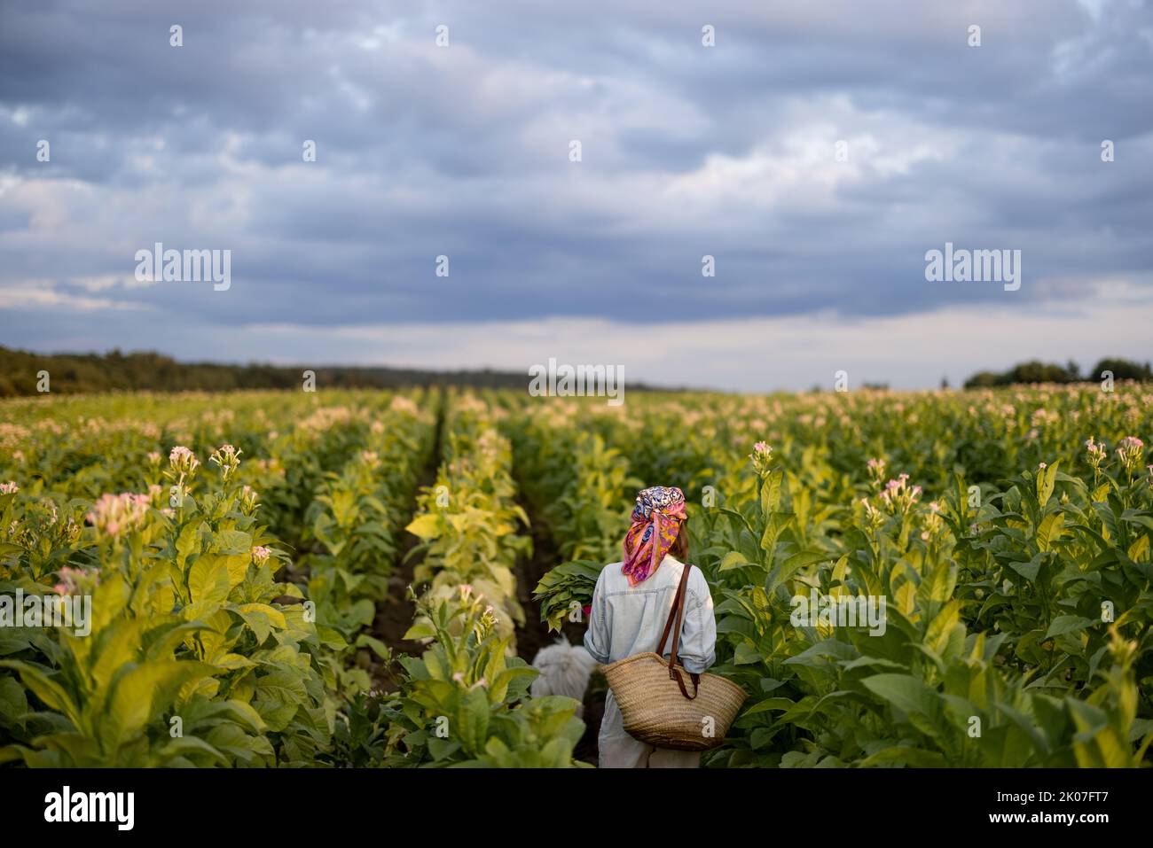 Landscape of tobacco field and woman walks between the rows under the cloudy sky in the morning. Farmer gathers tobacco leaves Stock Photo