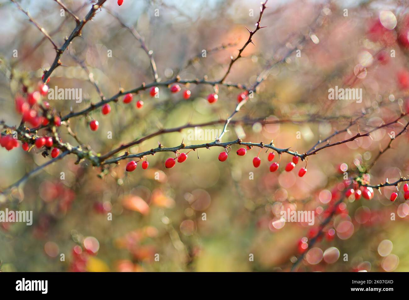 Bright red barberries on a branch on fall day. Berberis darwinii plant. Beautiful bright autumn vegetation. Stock Photo