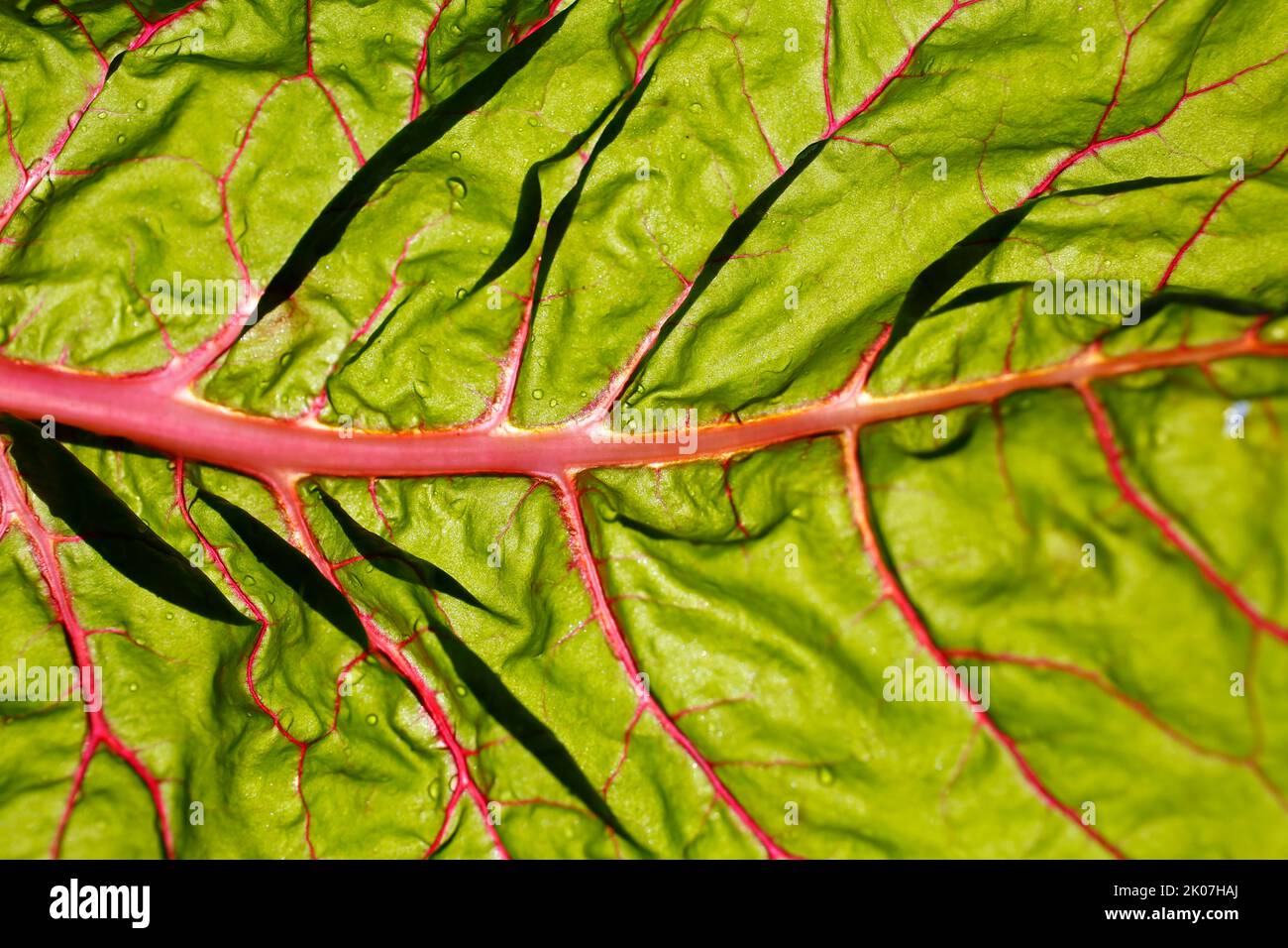 Beetroot (Beta vulgaris subsp. vulgaris), chard leaf, vegetable, healthy, vegetarian, Swabian cuisine, typical Swabian reinterpreted, preparation of Stock Photo
