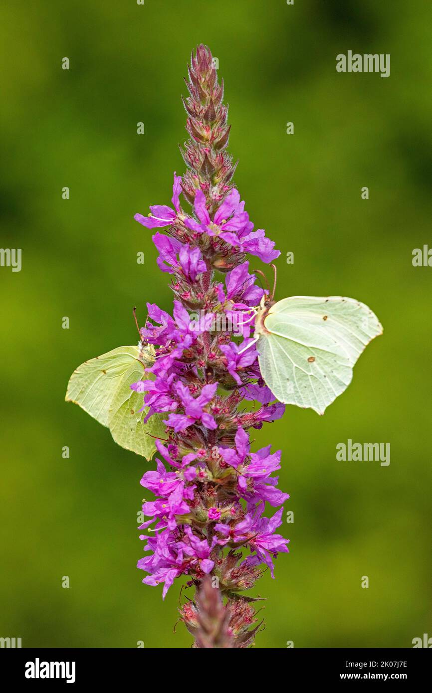 brimstone butterflies (Gonepteryx rhamni) collecting nectar, purple loosestrife (Lythrum salicaria), near Garstedt, Lower Saxony, Germany Stock Photo