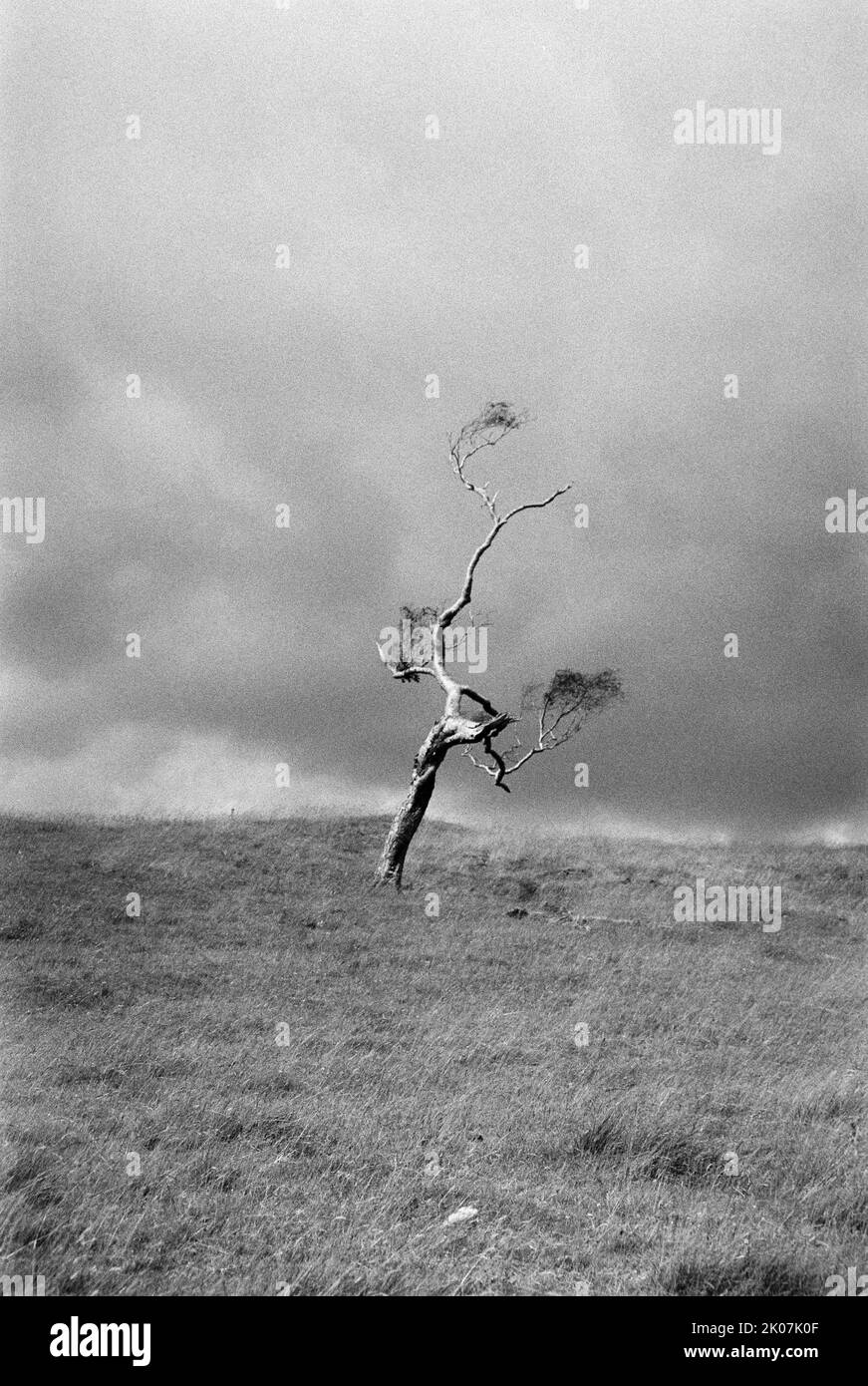 A single sunlit tree in front of storm clouds in a field in Northumberland, near Hadrian's Wall, shot on 35mm black and white film. Stock Photo