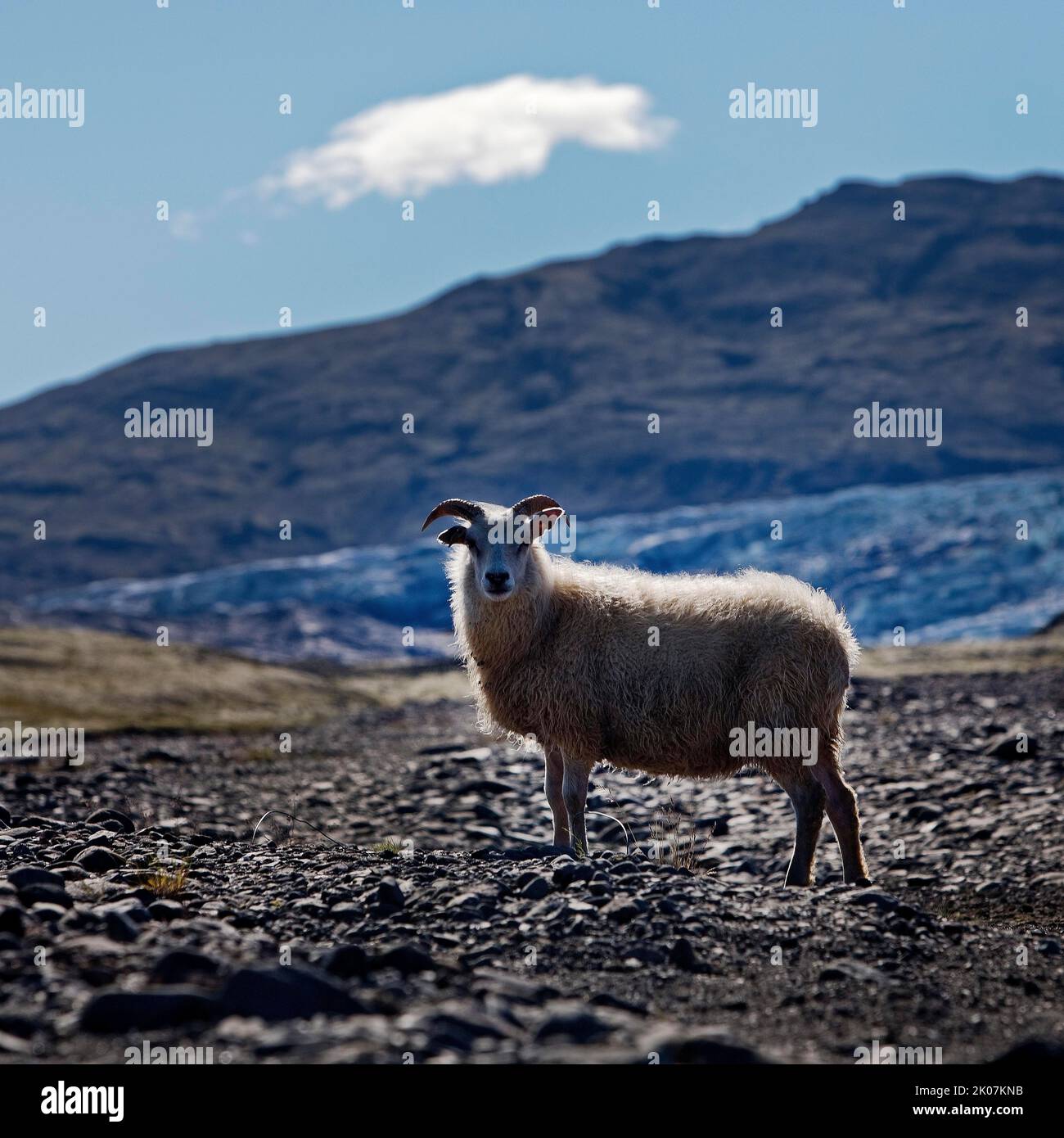 Wild sheep (Ovis) at Flaajoekull glacier, Iceland Stock Photo