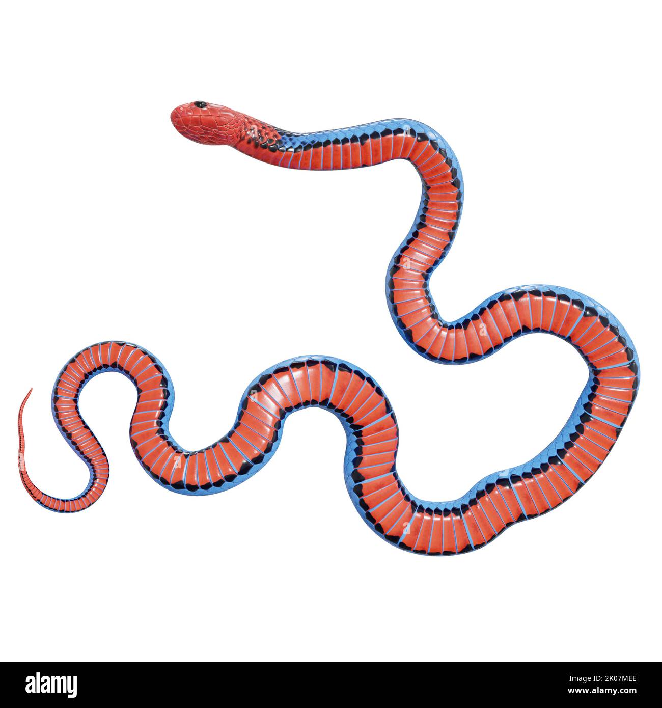 Animals that slither Cut Out Stock Images & Pictures - Page 3 - Alamy Animals that slither Cut Out Stock Images & Pictures - Page 3 - Alamy