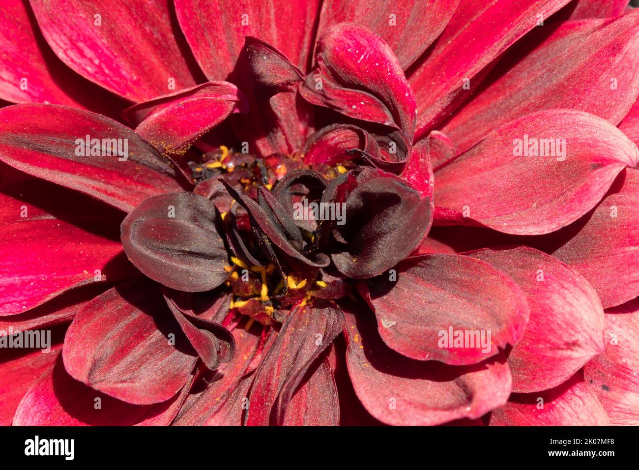 Garden dahlia (Dahlia pinnata) centre of a single flower, Suffolk, England, United Kingdom Stock