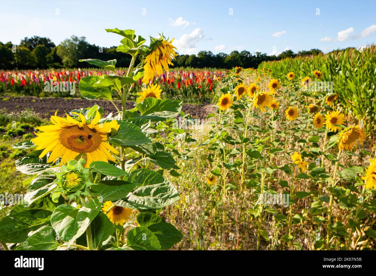 Sunflowers (Helianthus annuus), family Asteraceae, and sword lilies (Gladiolus), family Iridaceae, Leer, East Frisia, Germany Stock Photo
