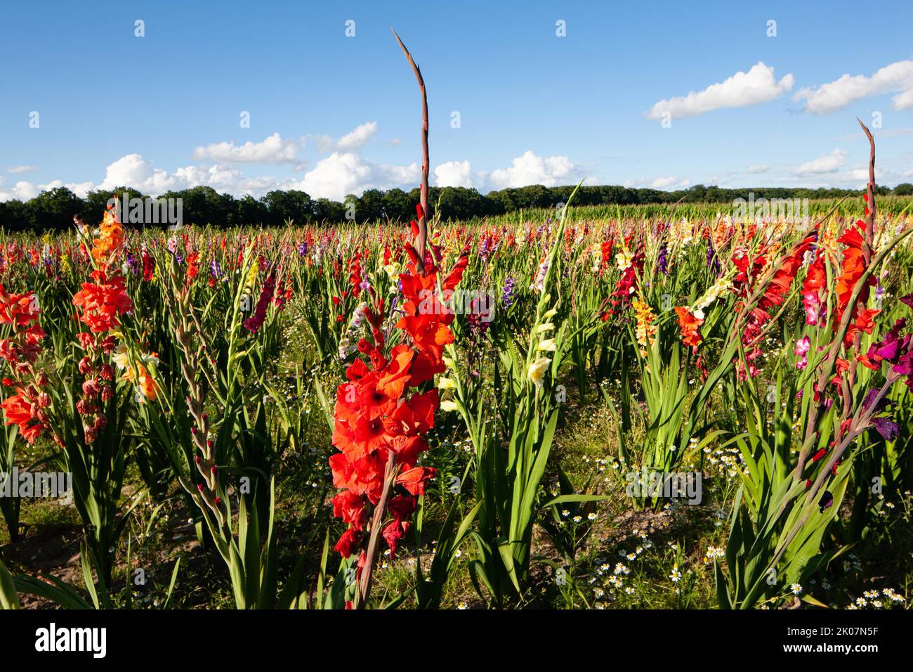 Sword lilies (Gladiolus), Siegwurze, family Iridaceae, Leer, East Frisia, Germany Stock Photo