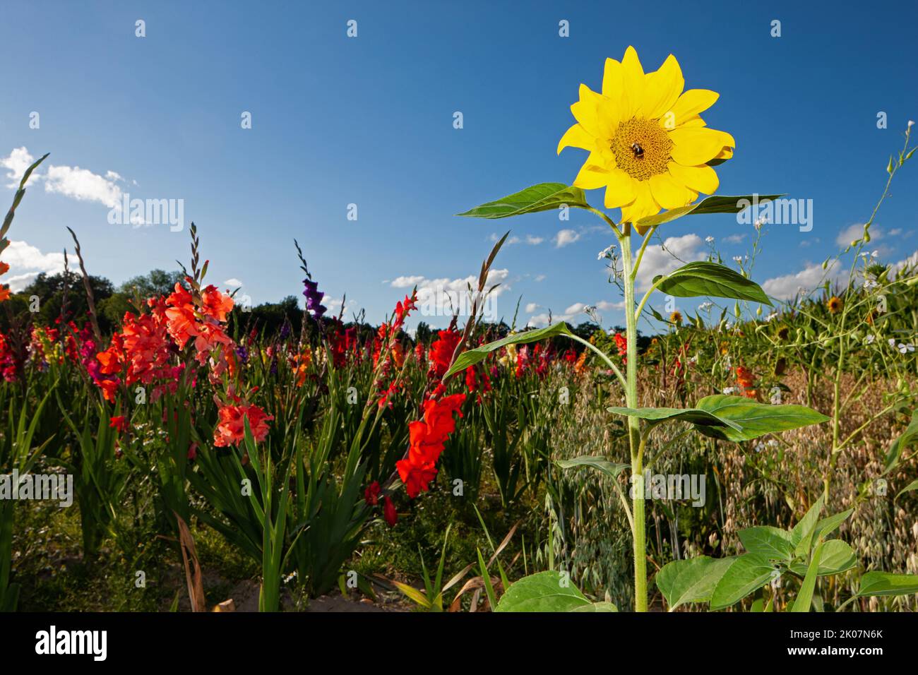 Sunflowers (Helianthus annuus), family Asteraceae, and sword lilies (Gladiolus), family Iridaceae, Leer, East Frisia, Germany Stock Photo