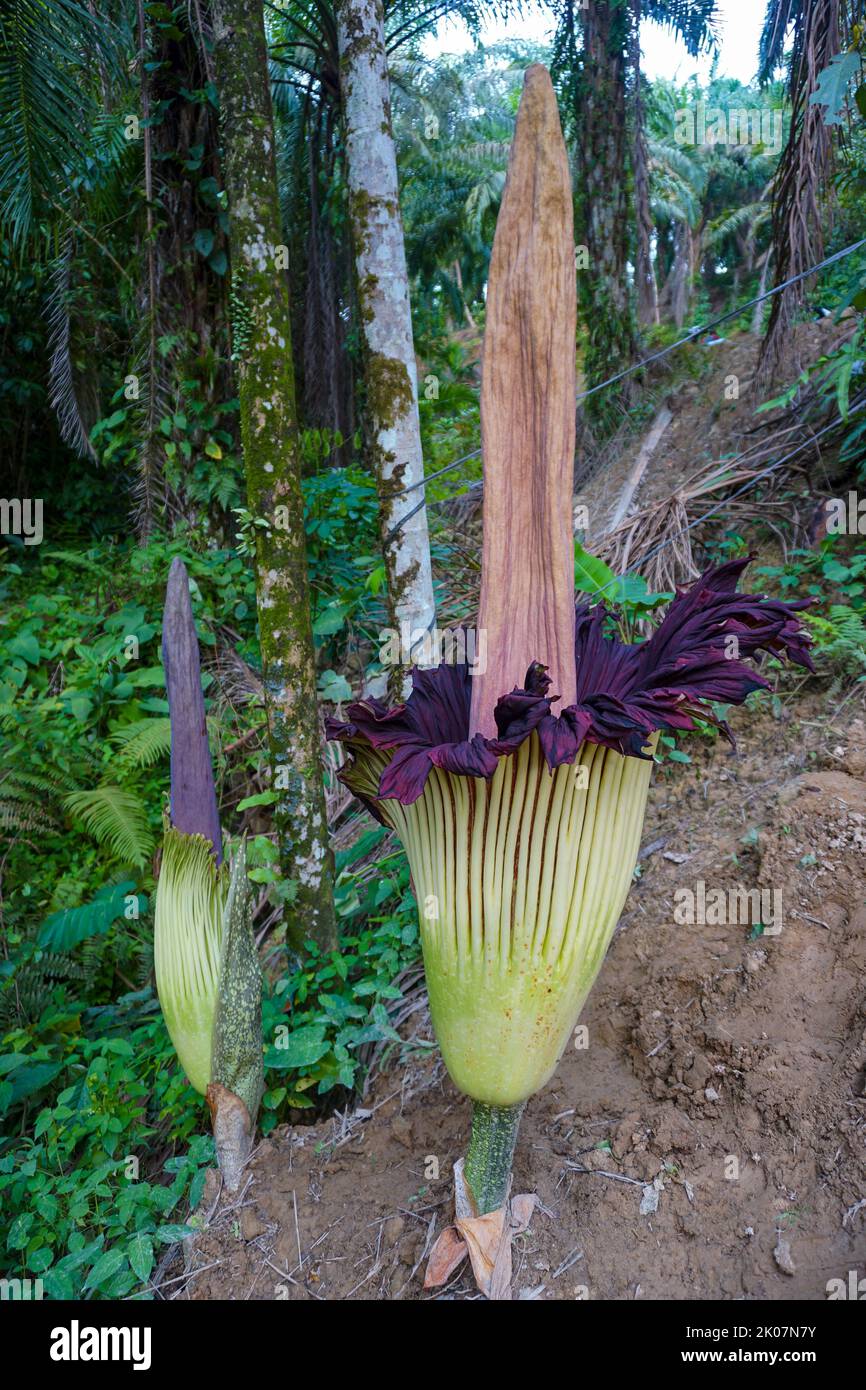 Amorphophallus titanum, the titan arum, is a flowering plant in the family Araceae. It has the largest unbranched inflorescence in the world. Stock Photo