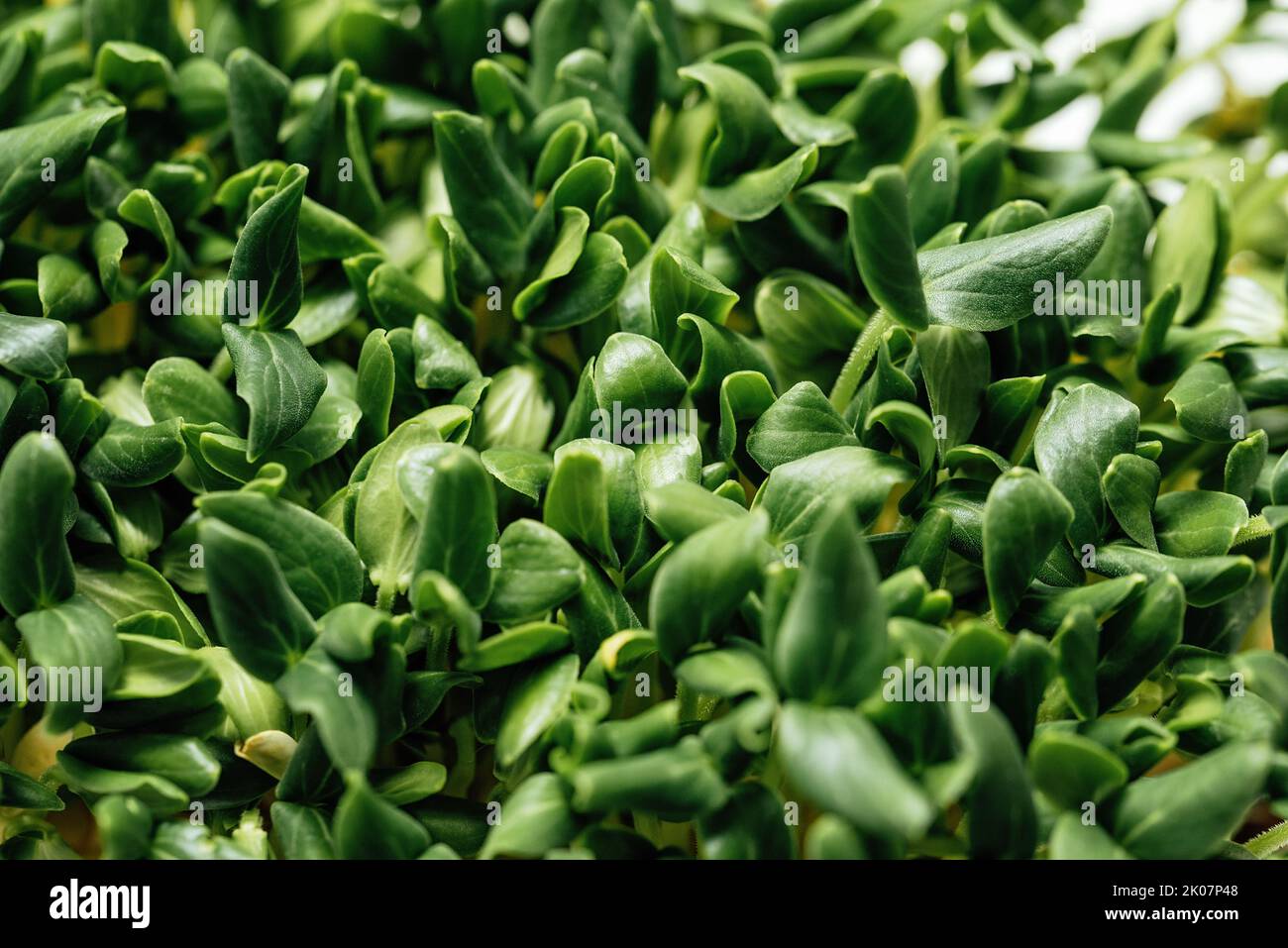 Microgreens mat hi-res stock photography and images - Alamy