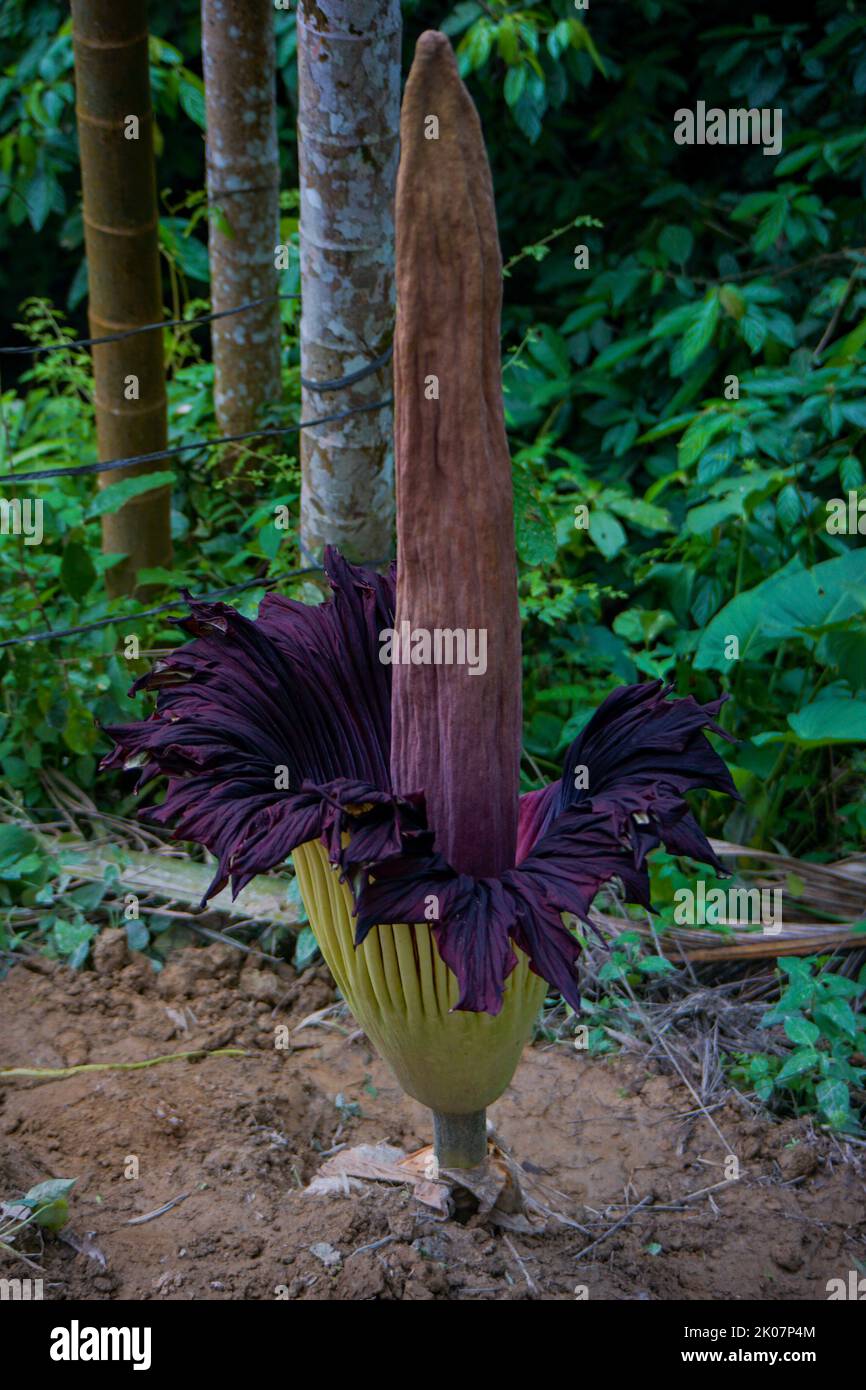 Amorphophallus titanum, the titan arum, is a flowering plant in the family Araceae. It has the largest unbranched inflorescence in the world. Stock Photo