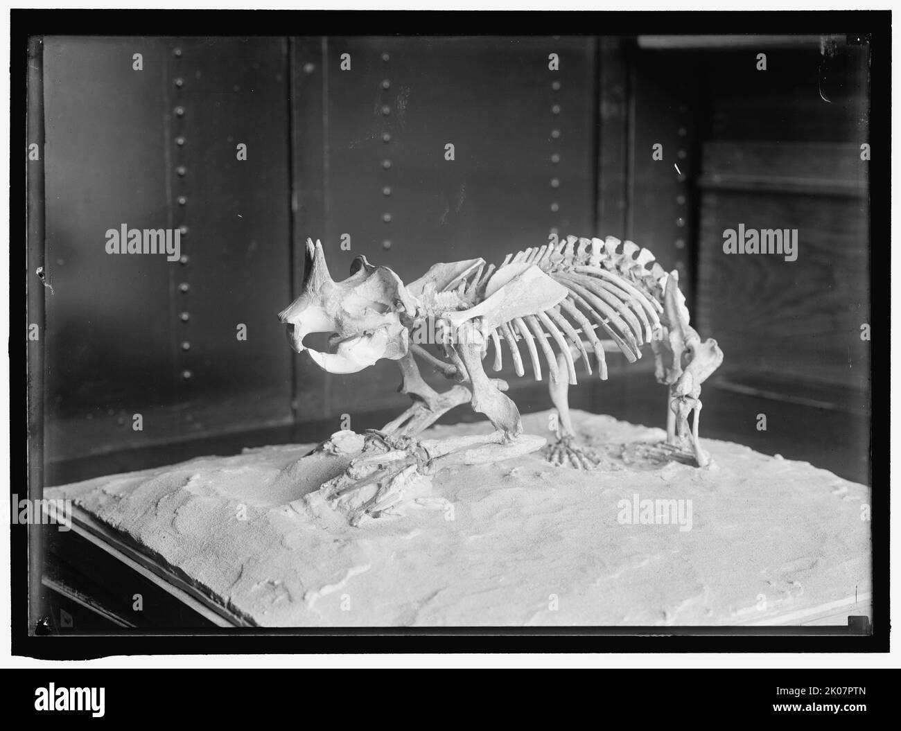 Dinosaur skeleton, between 1913 and 1917. Stock Photo