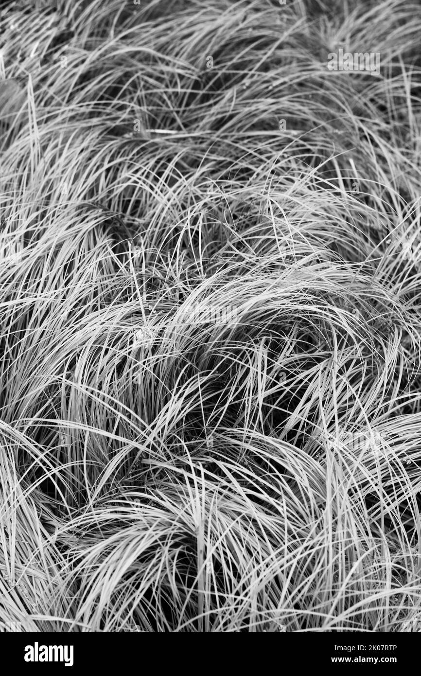 Elegant ornamental grass Black and White Stock Photos & Images - Alamy