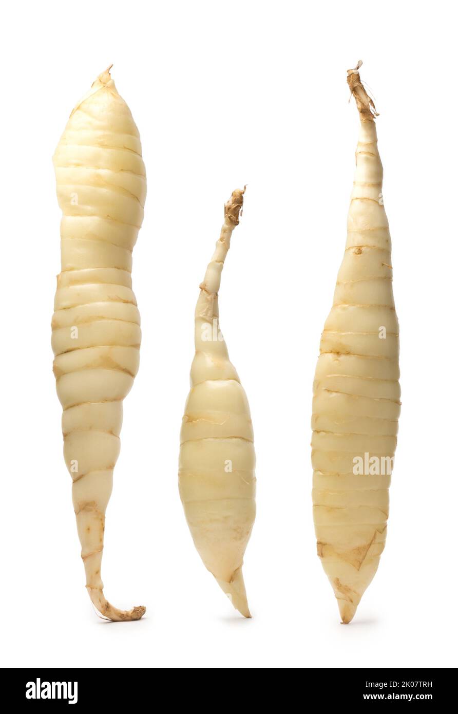 organic arrowroot rhizomes isolated on white background, maranta arundinacea, tropical plant roots Stock Photo