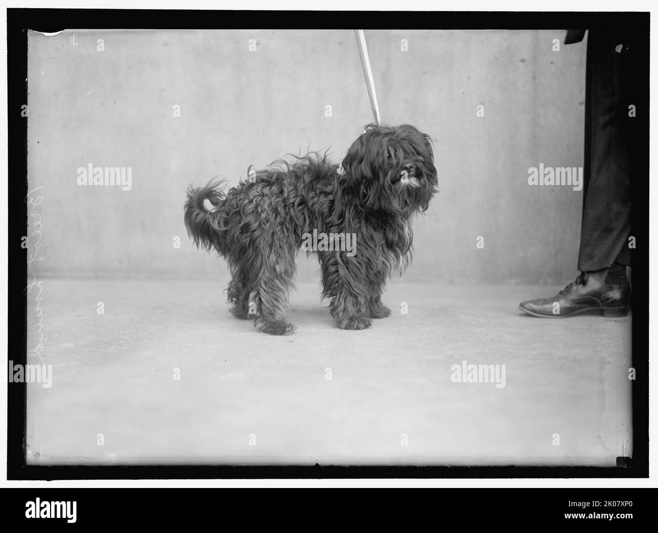 Dog, between 1910 and 1917. Stock Photo
