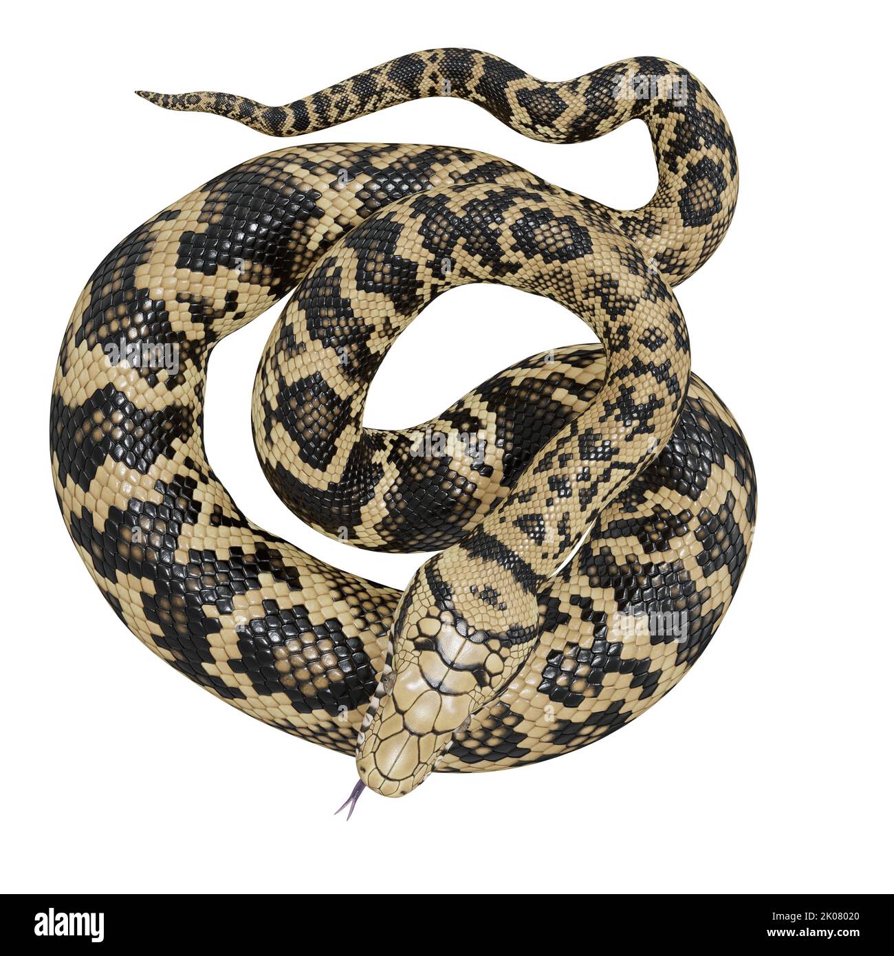 Scrub python 3D illustration Stock Photo - Alamy
