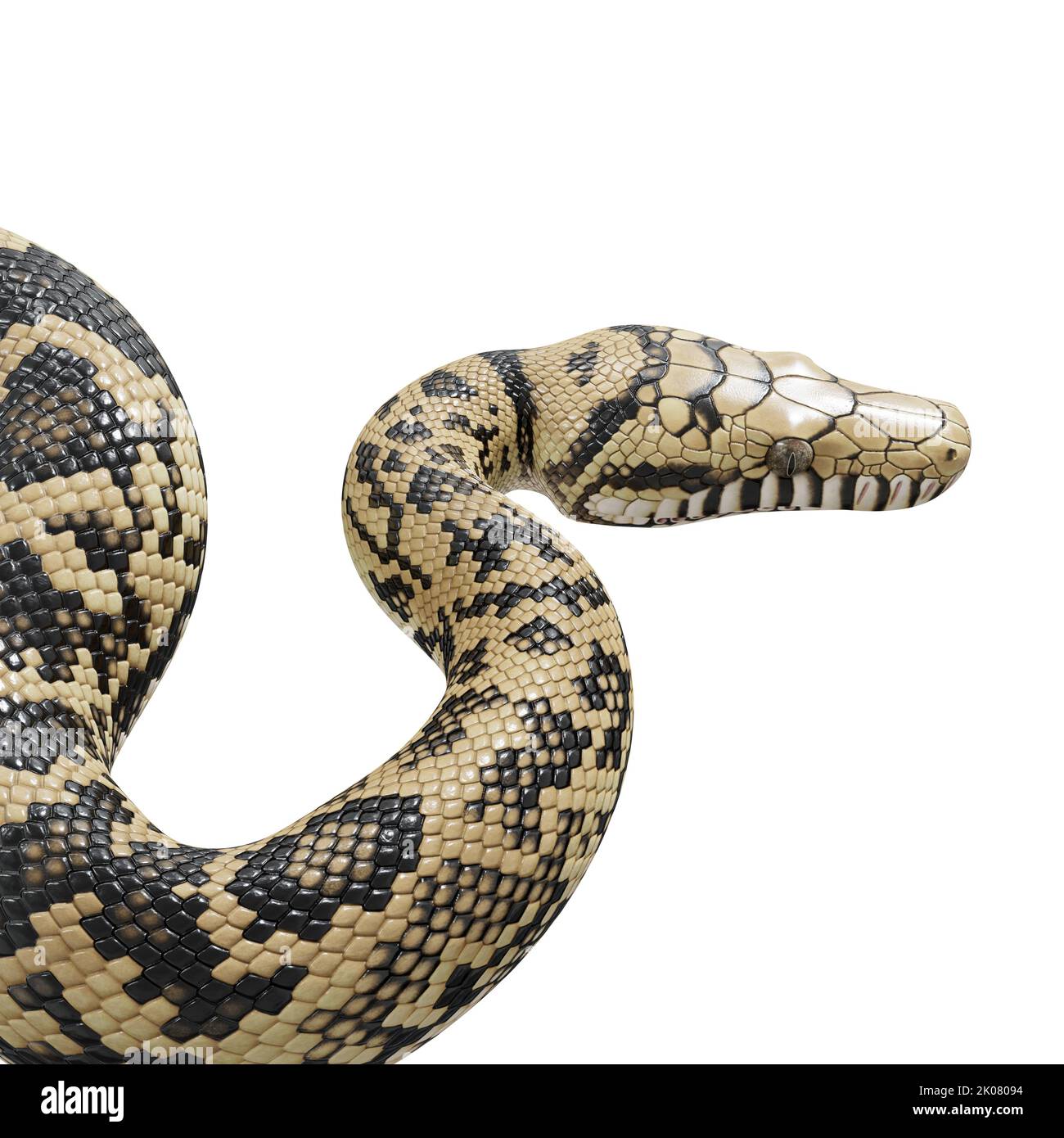 Scrub python 3D illustration Stock Photo - Alamy