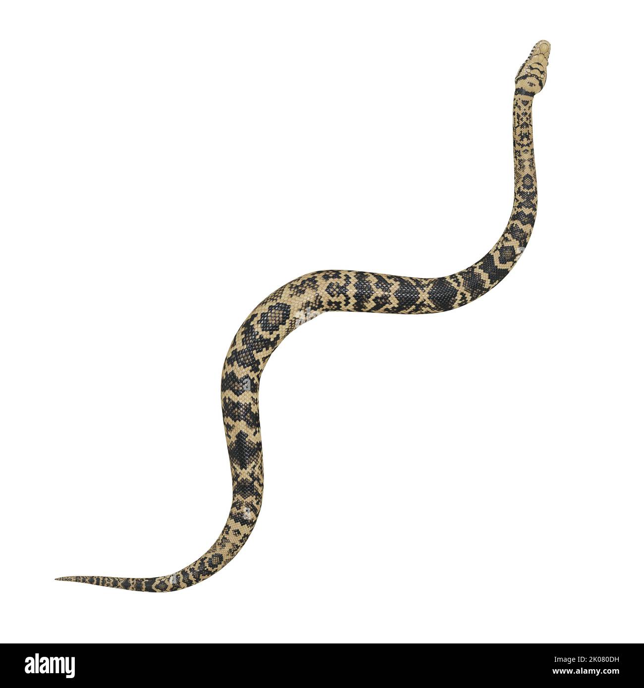 Scrub python 3D illustration Stock Photo - Alamy