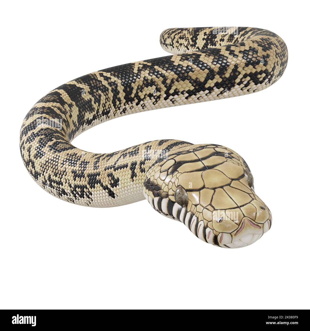 Scrub python 3D illustration Stock Photo - Alamy