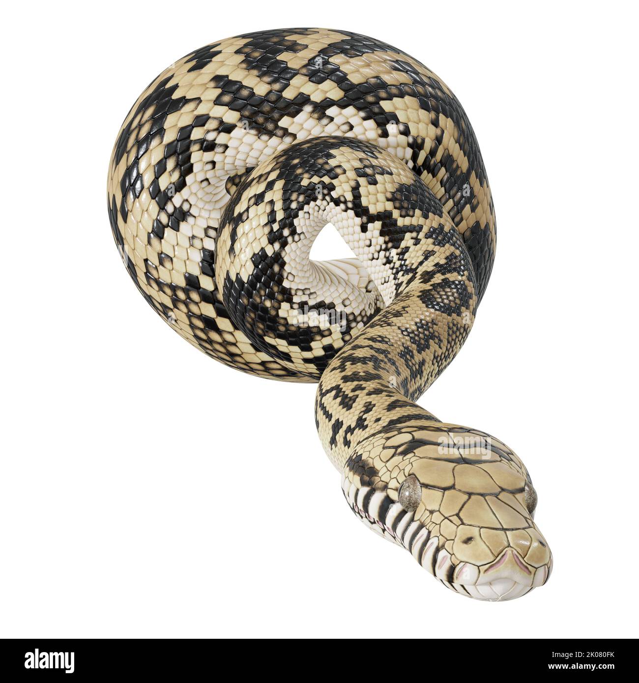 Scrub python 3D illustration Stock Photo - Alamy