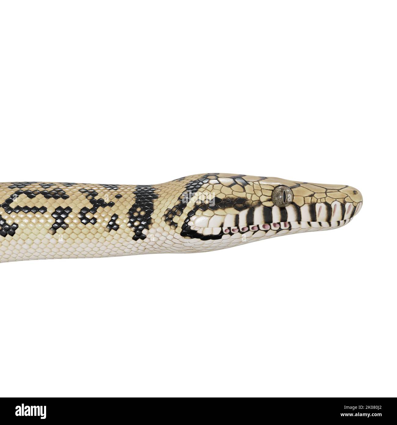 Scrub python 3D illustration Stock Photo - Alamy