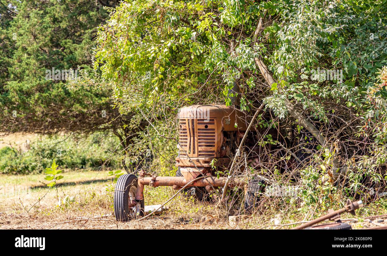 An old 1950s Farmall model 300 tractor in overgrown vegetation Stock Photo