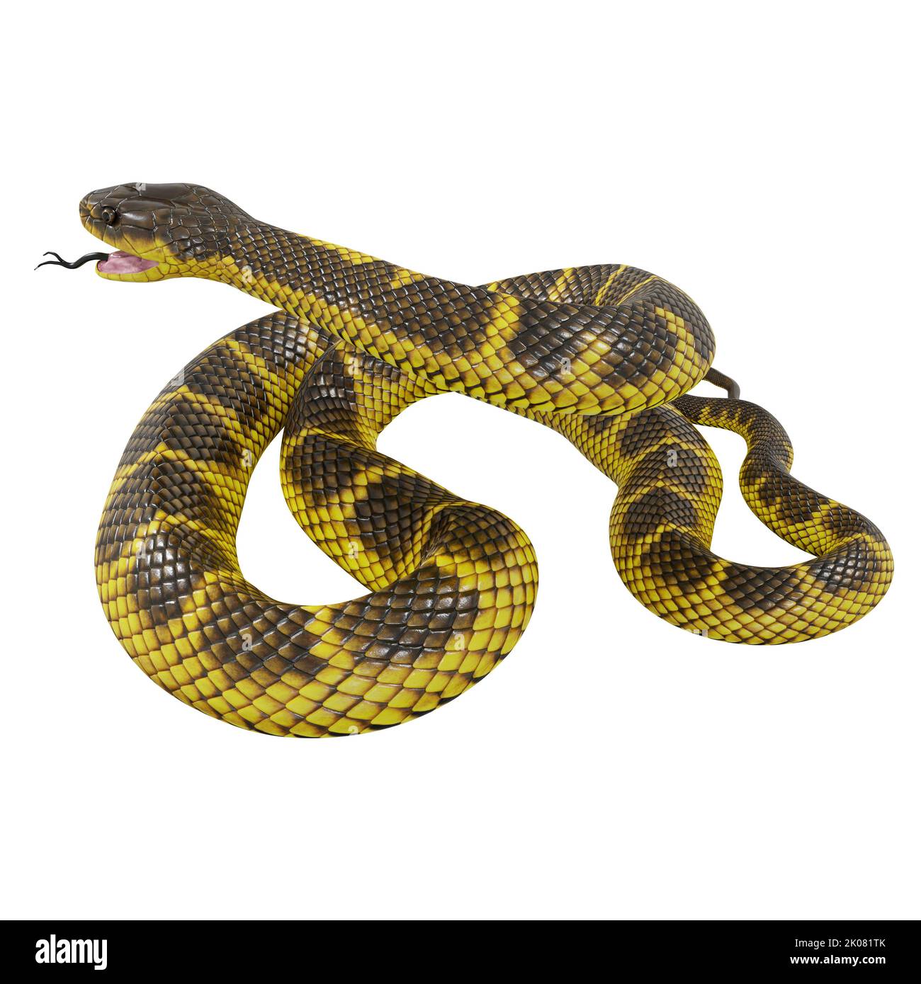 Zebra jungle carpet python 3D illustration Stock Photo - Alamy