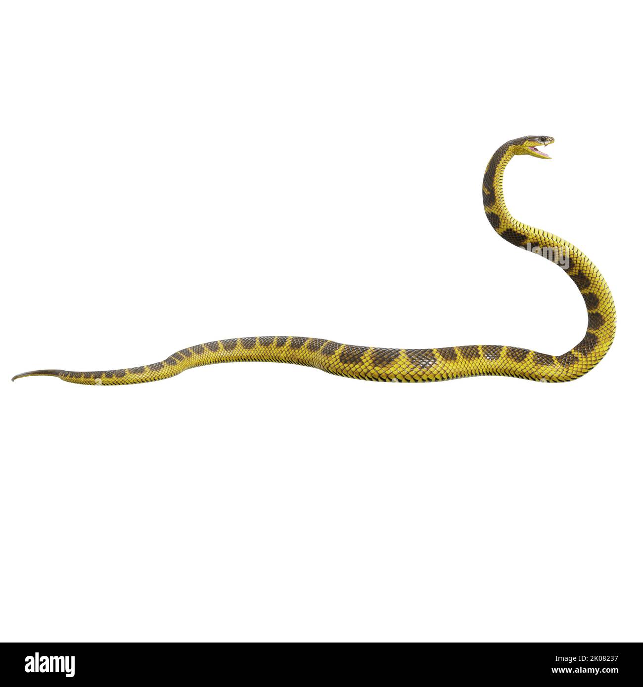 Zebra jungle carpet python 3D illustration Stock Photo Alamy