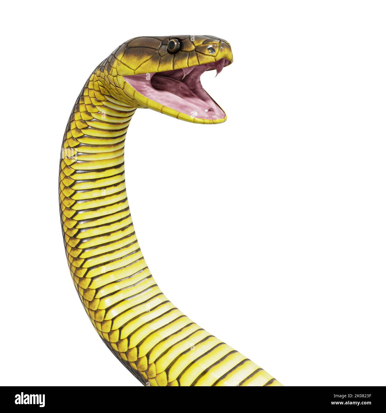 How To Draw A Carpet Python vrogue.co