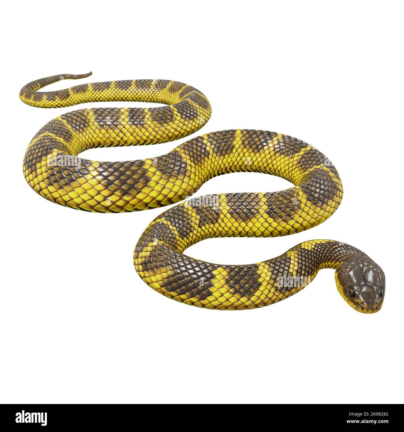 Zebra jungle carpet python 3D illustration Stock Photo - Alamy