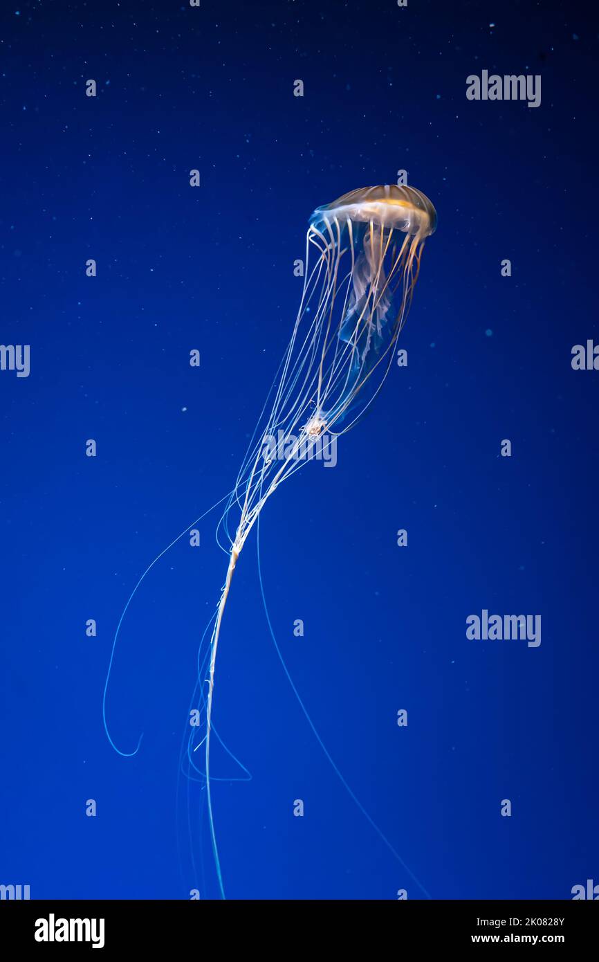 Fluorescent jellyfish swimming underwater aquarium pool. The Northern