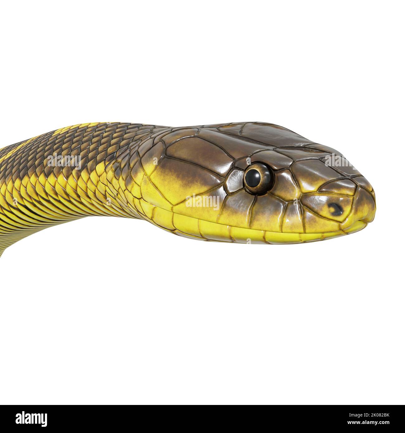 Zebra jungle carpet python 3D illustration Stock Photo - Alamy