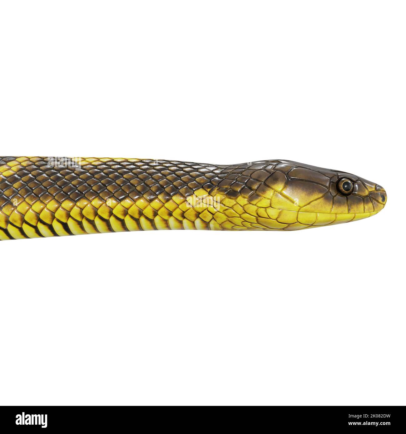 Zebra jungle carpet python 3D illustration Stock Photo - Alamy